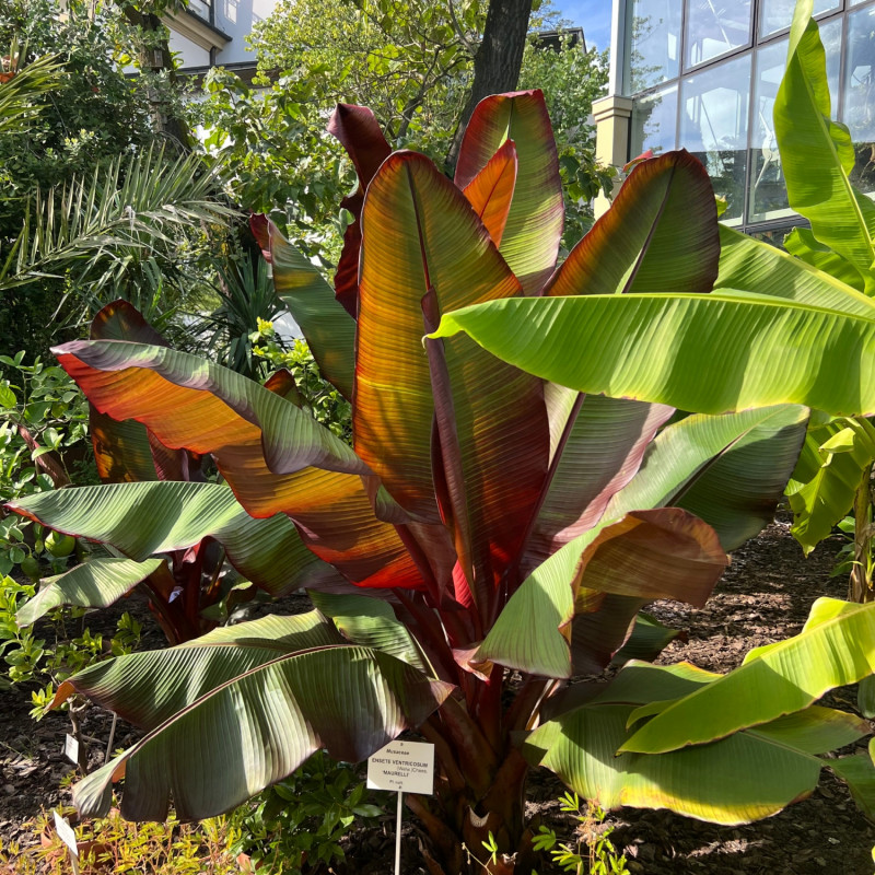 banan Ensete ventricosum
‘Maurelii’