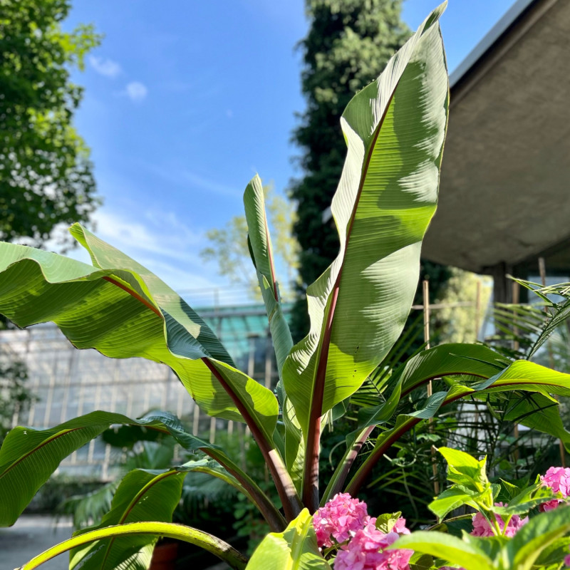 banan Ensete ventricosum w donicy