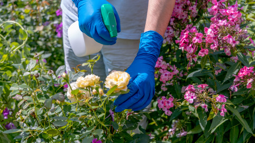 Tak łatwo ochronisz róże przed chorobami i szkodnikami. Bez chemii! Oto 5 naturalnych sposobów