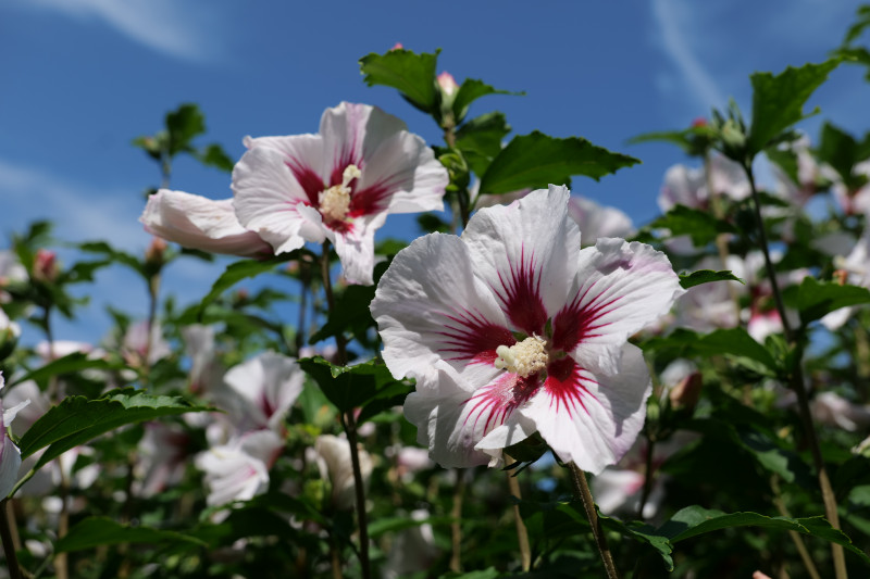 Zimowanie hibiskusa ogrodowego. Jak zabezpieczyć przed mrozem ketmię syryjską?