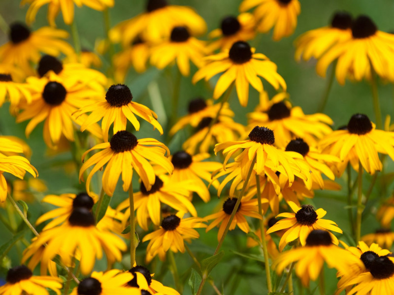 Rudbekia - kwiat, który się sam rozsiewa