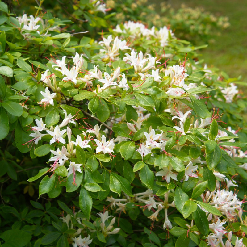 Azalia drzewkowata (Rhododendron arborescens)