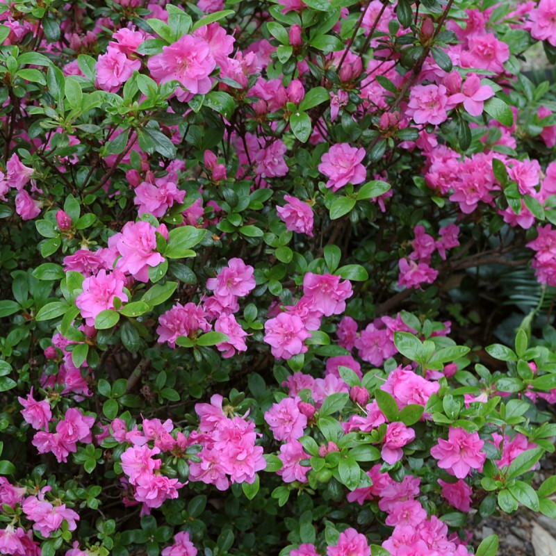 Azalia różowa (Rhododendron prinophyllum)