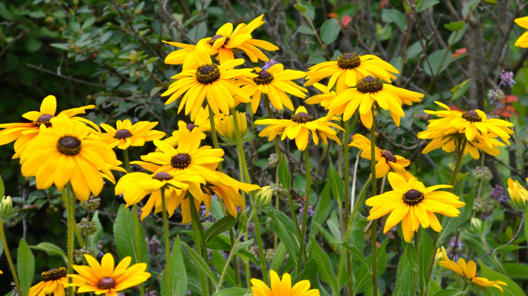 Rudbekia owłosiona (Rudbekia hirta)