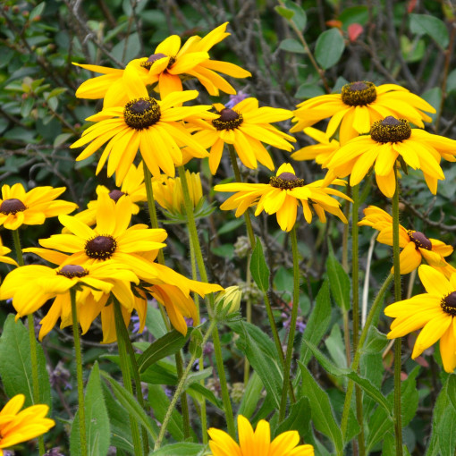 Rudbekia owłosiona