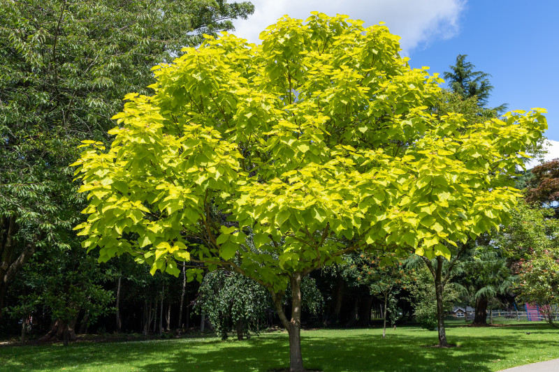 Catalpa bignonioides 'Aurea'