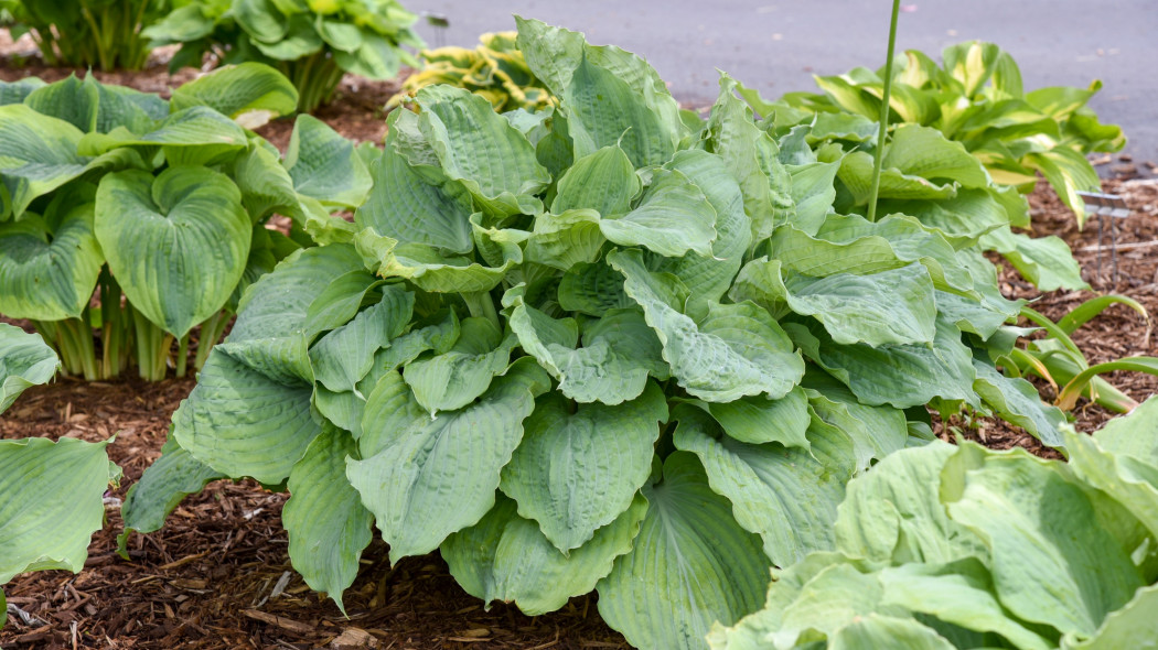 Hosta Diamond Lake