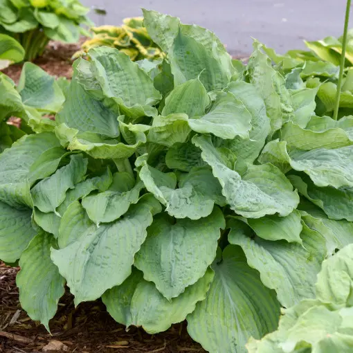 Funkia / Hosta 'Diamond Lake'