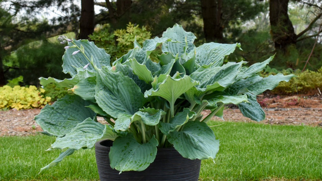 Hosta Diamond Lake