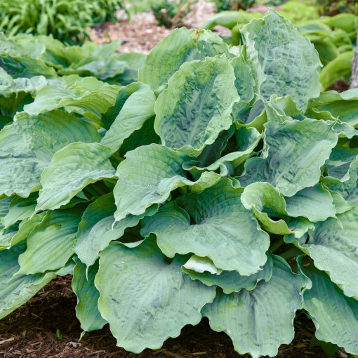 Funkia / Hosta 'Diamond Lake'