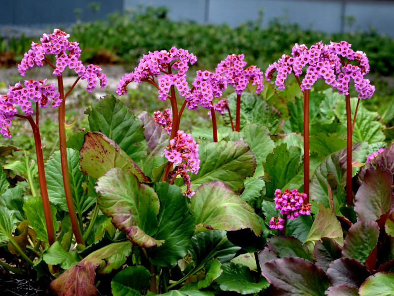 Bergenia - kwiat łatwy w uprawie