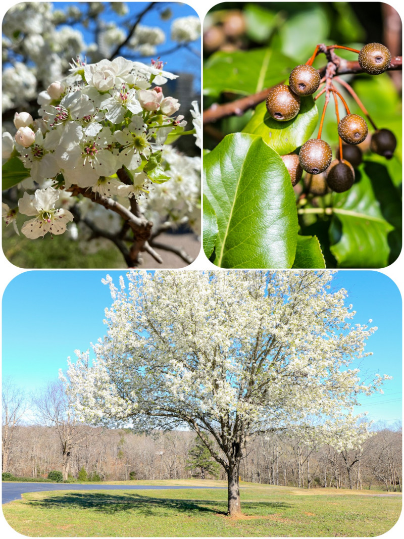 Grusza drobnoowocowa (Pyrus calleryana)