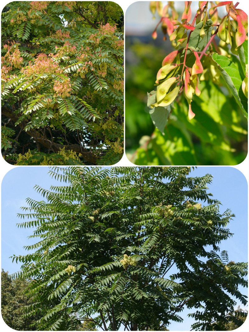 Bożodrzew gruczołowaty (Ailanthus altissima)