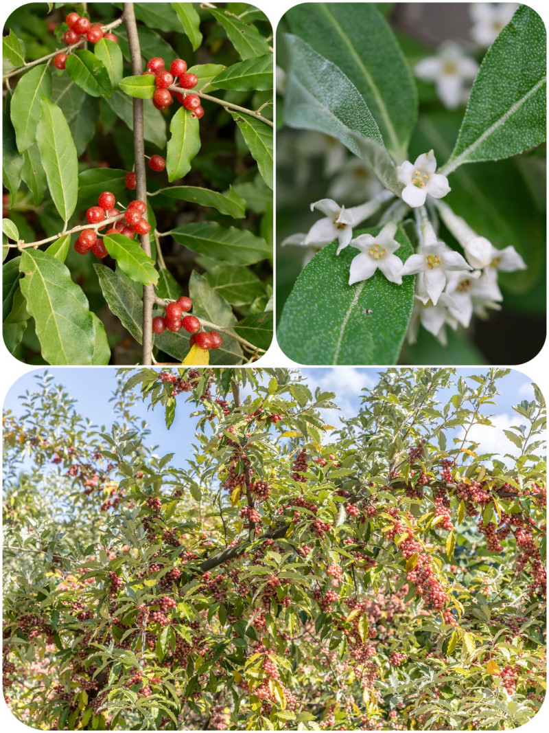 Oliwnik baldaszkowy (Elaeagnus umbellata)