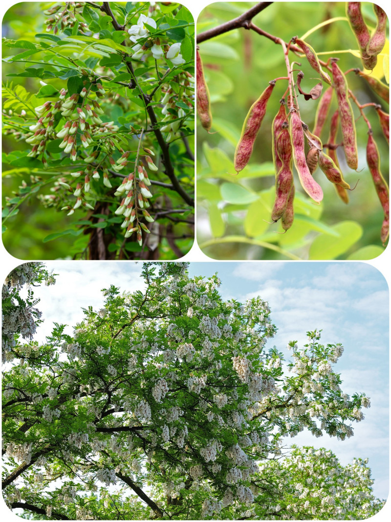 Robinia akacjowa (Robinia pseudoacacia)