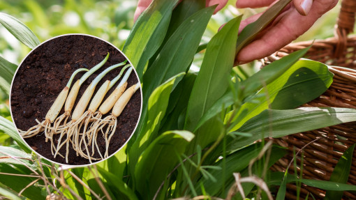 Superfood i przyprawa. Nie wolno jej zrywać w lesie, ale można uprawiać w ogrodzie