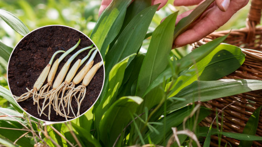 Superfood i przyprawa. Nie wolno jej zrywać w lesie, ale można uprawiać w ogrodzie