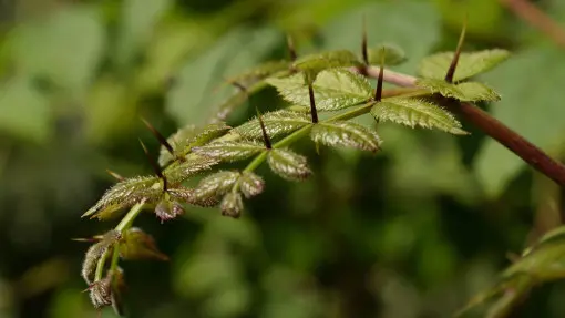 Aralia wysoka / Aralia japońska