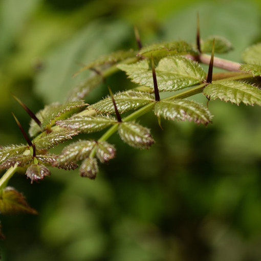 Aralia wysoka / Aralia japońska