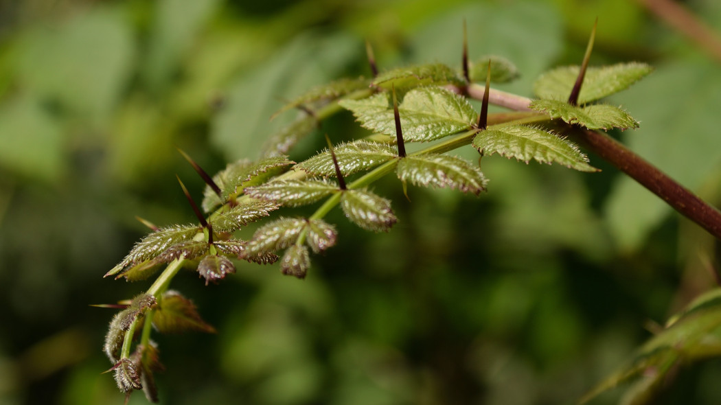 Aralia wysoka, japońska (Aralia elata)