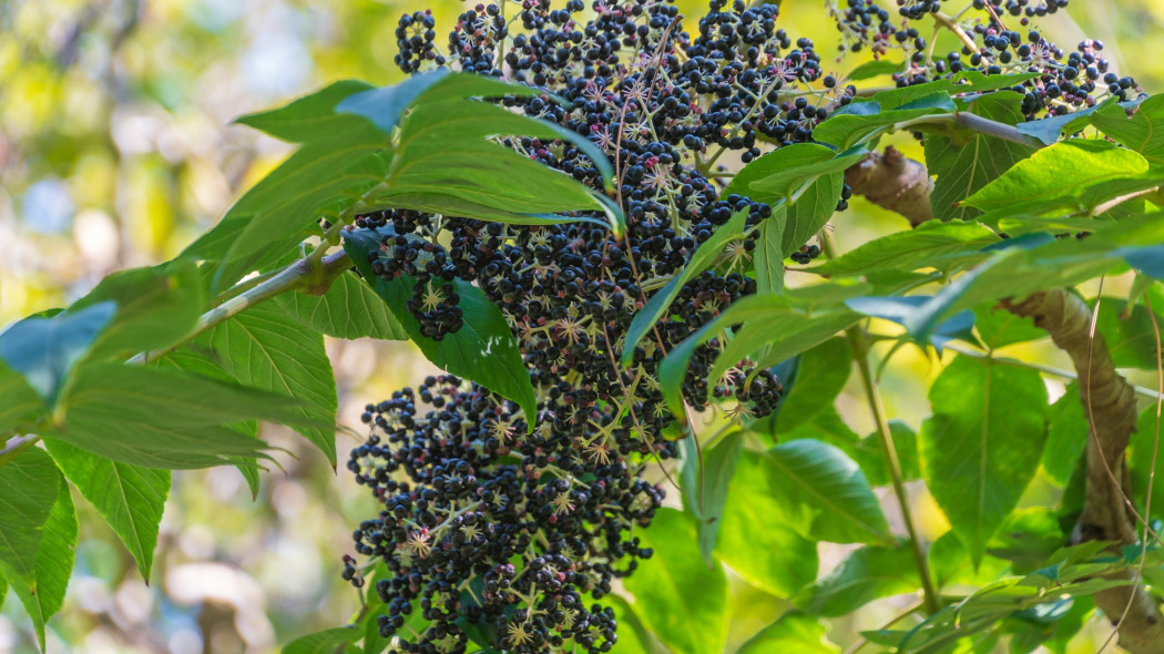 Aralia wysoka, japońska (Aralia elata)