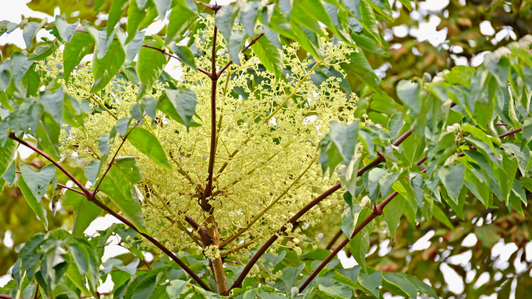 Aralia wysoka, japońska (Aralia elata)