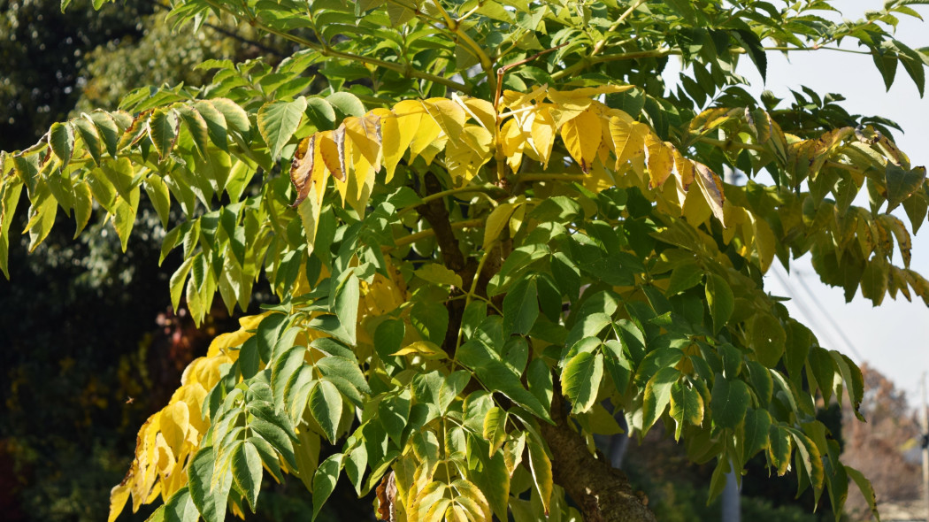 Aralia wysoka, japońska (Aralia elata)