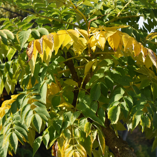 Aralia wysoka / Aralia japońska