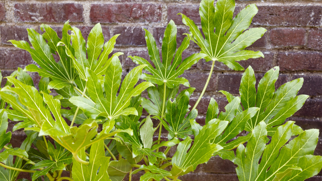 Fatsja japońska Fatsia japonica