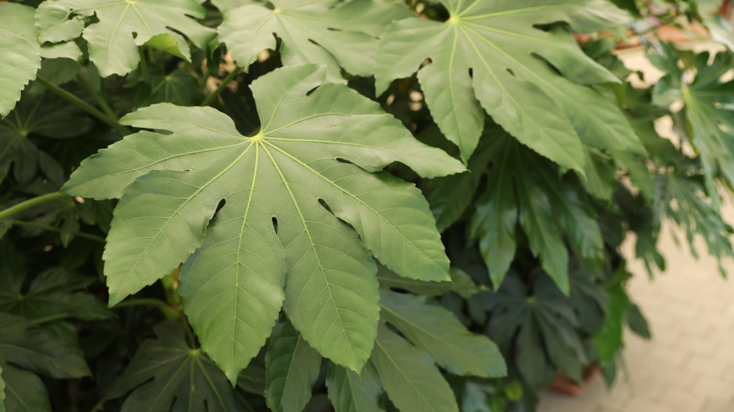 Fatsja japońska Fatsia japonica