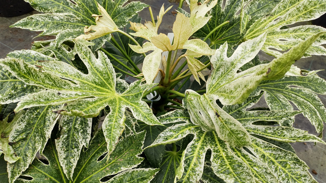 Fatsja japońska Fatsia japonica