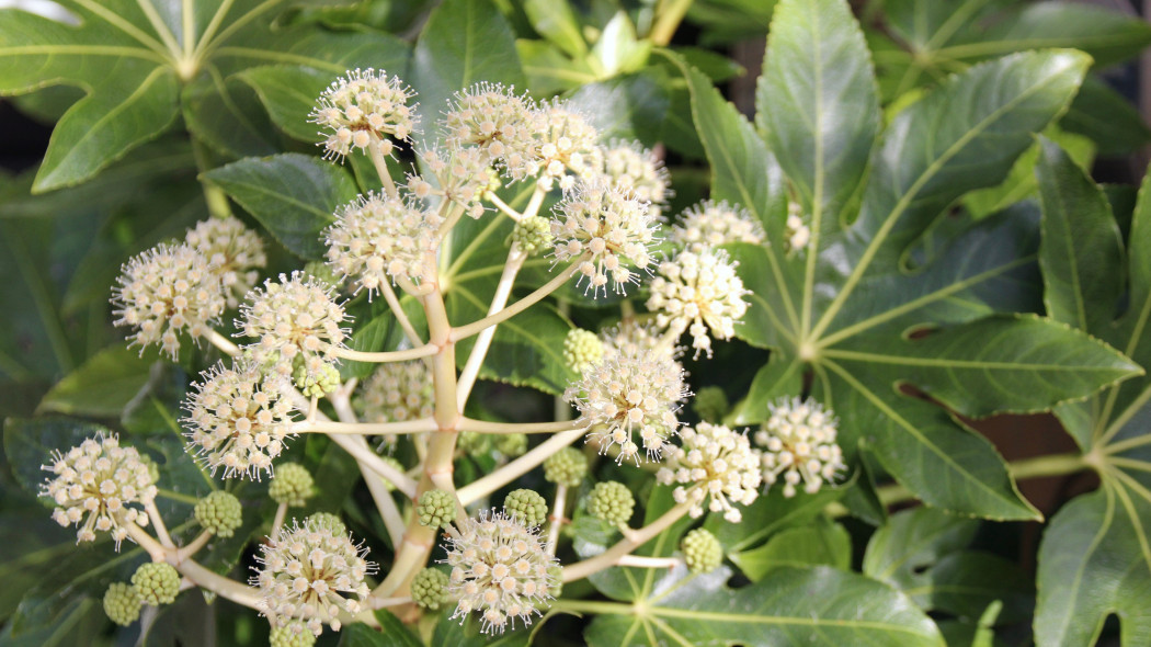 Fatsja japońska Fatsia japonica