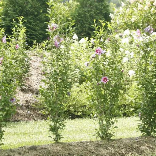 Ketmia syryjska / Hibiskus ogrodowy 'Purple Pillar'