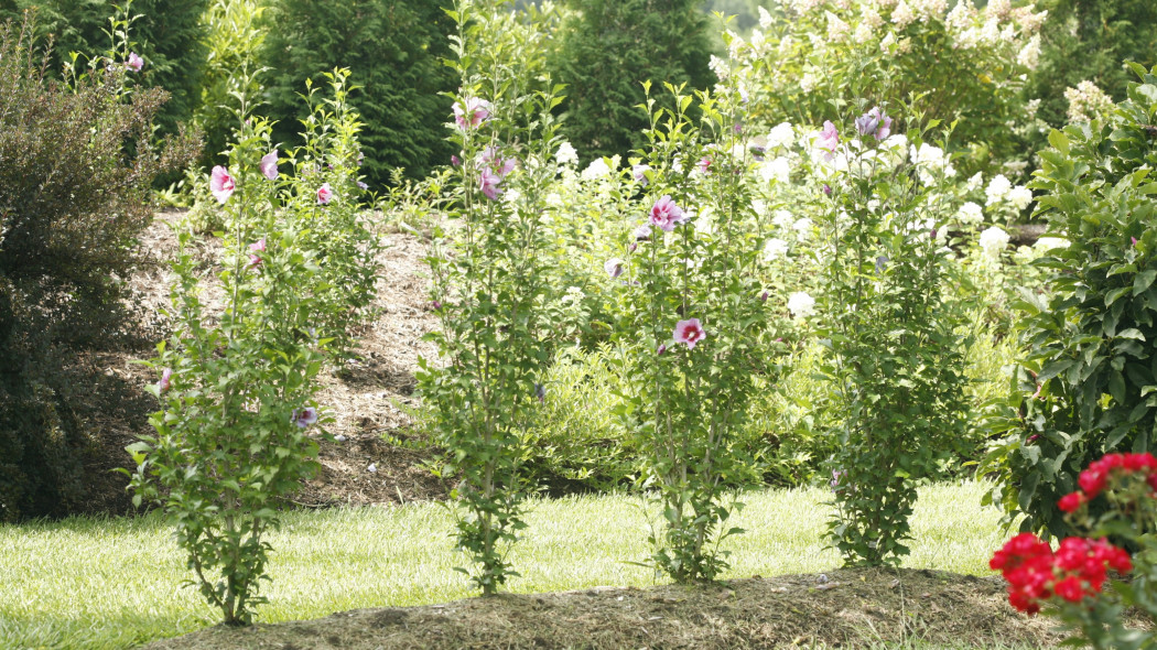 Hibiscus syriacus Purple Pillar