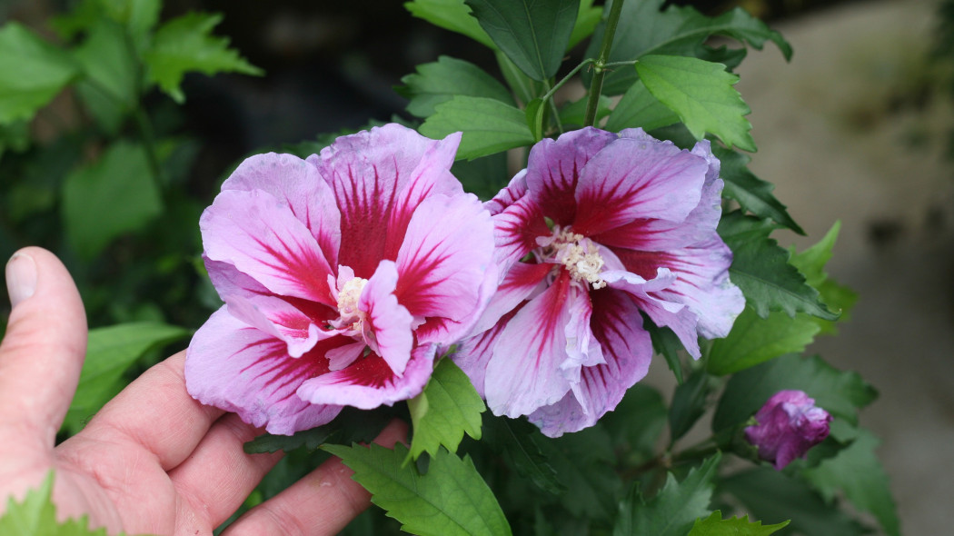 Hibiscus syriacus Purple Pillar