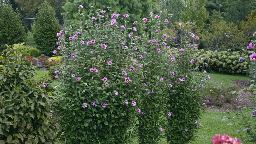 Hibiscus syriacus Purple Pillar