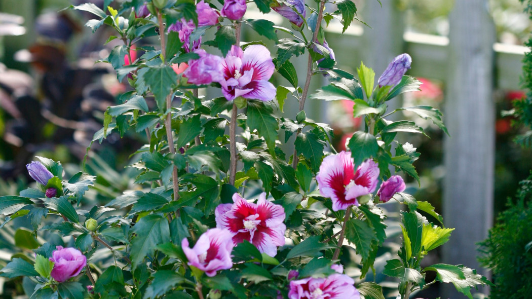 Hibiscus syriacus Purple Pillar