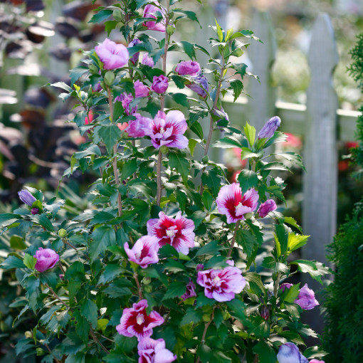 Ketmia syryjska / Hibiskus ogrodowy 'Purple Pillar'