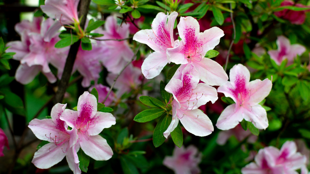 Azalia indyjska (Rhododendron simsii)