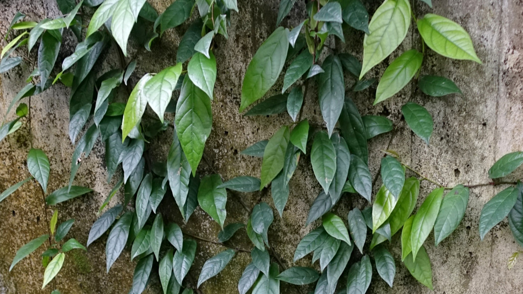 Figowiec pnący, Ficus sagittata