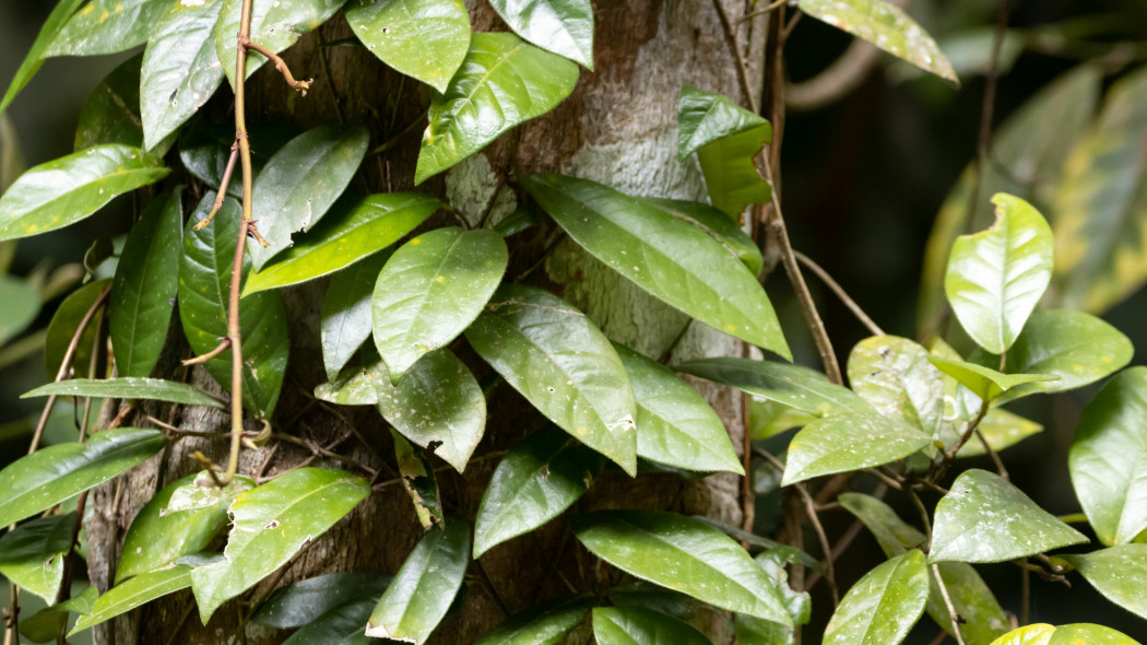 Figowiec czepny (Ficus radicans syn. Ficus sagittata) na drzewie