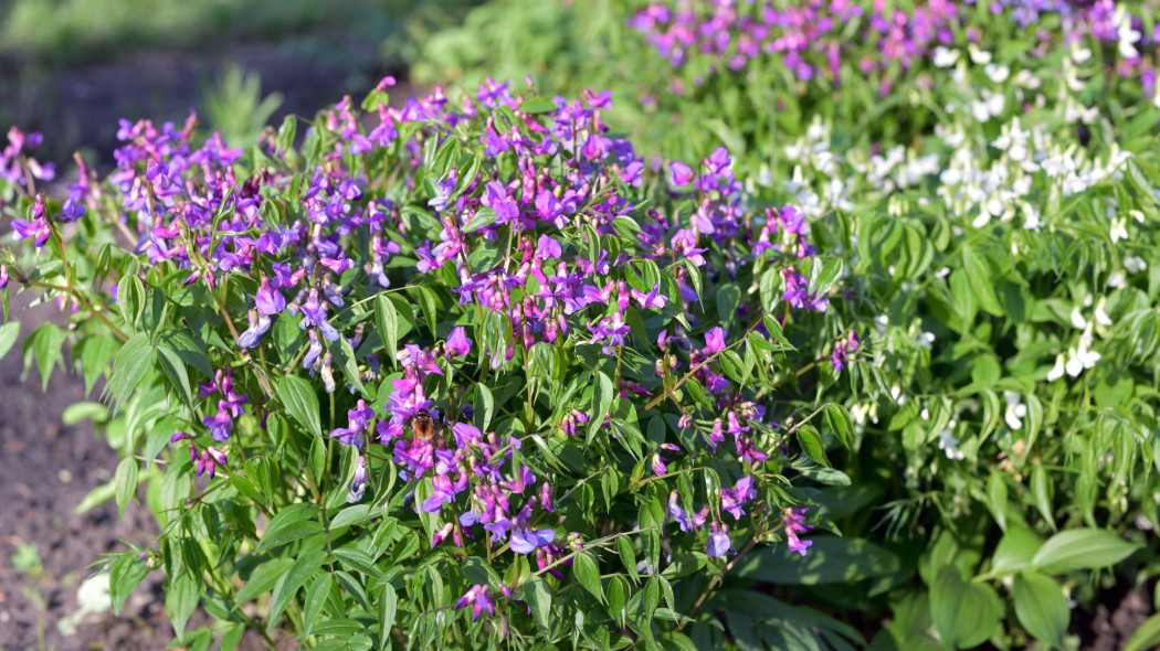 Groszek wiosenny (Lathyrus vernus)