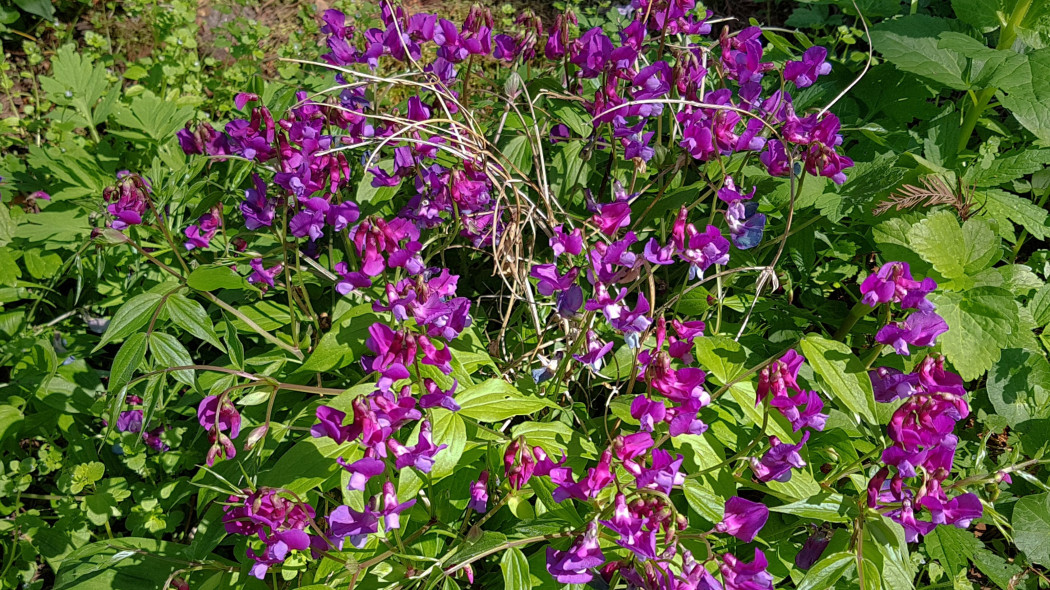 Groszek wiosenny (Lathyrus vernus)