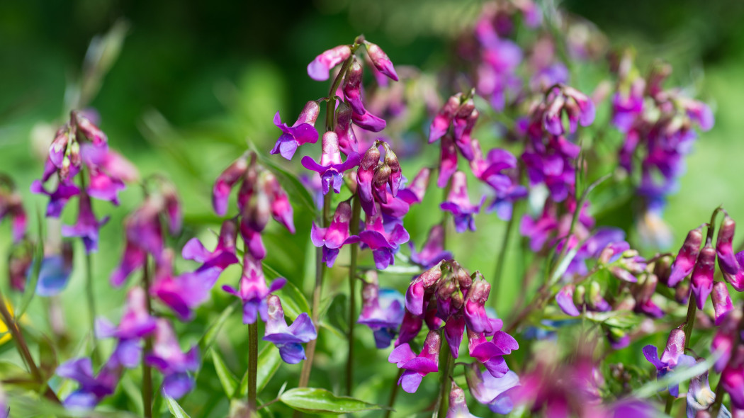 Groszek wiosenny (Lathyrus vernus)