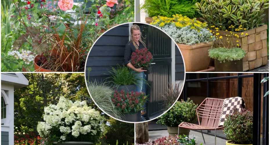 Rośliny wieloletnie do donic na zewnątrz – jakie gatunki posadzić w donicach na tarasie czy balkonie?