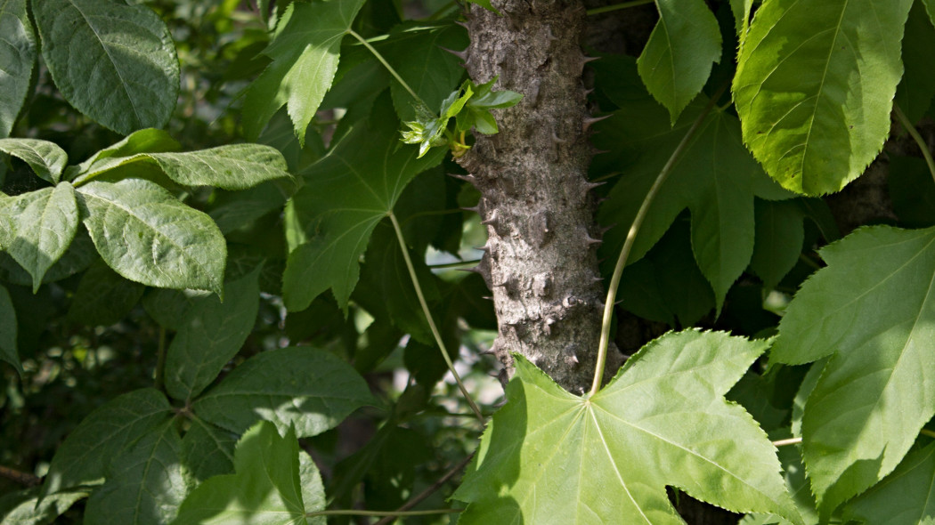 Kalopanaks siedmioklapowy (Kalopanax septemlobus)