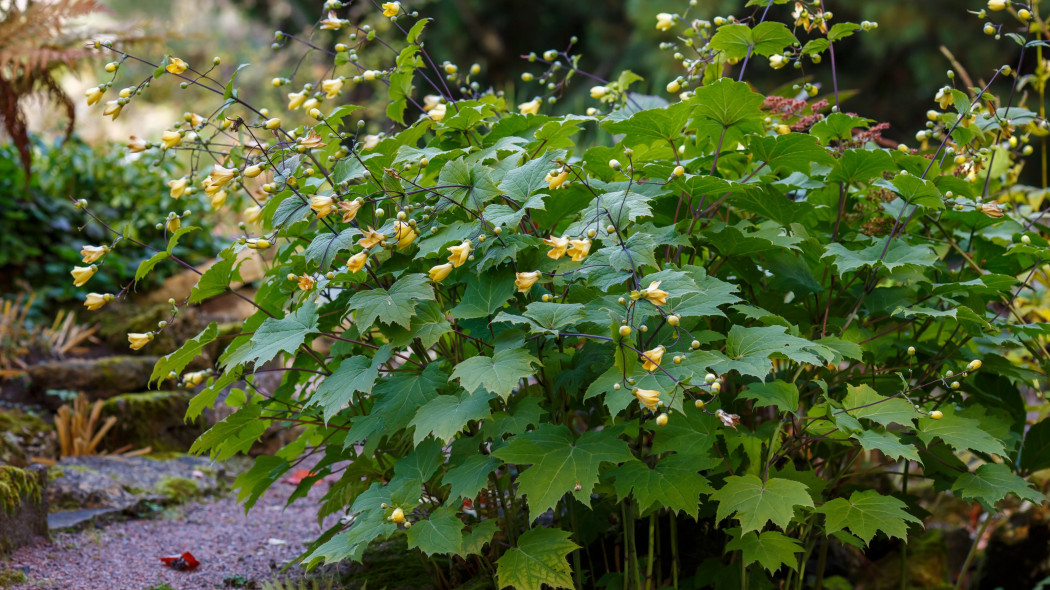 Kirengeszoma dłoniasta (Kirengeshoma palmata)