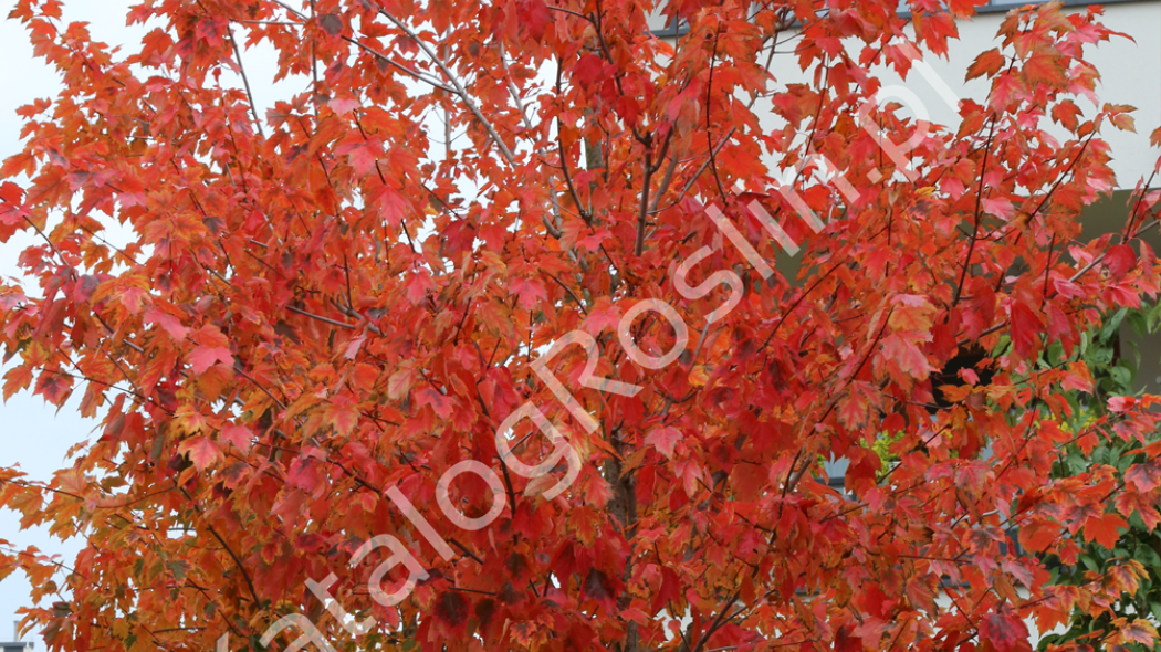 klon czerwony Acer rubrum RED SUNSET Franksred