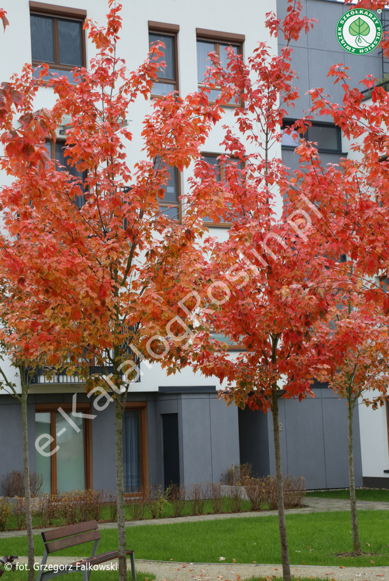 Klon czerwony RED SUNSET ‘Franksred’ w zieleni osiedlowej