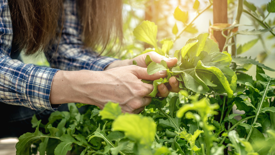 Rokietta – superfood, które warto poznać. Właściwości lecznicze i odżywcze